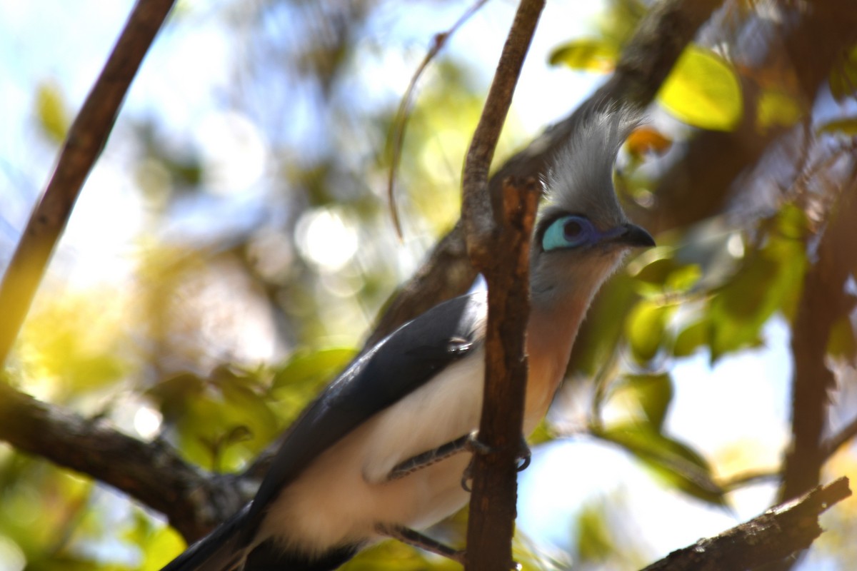 Crested Coua (Crested) - ML613230683