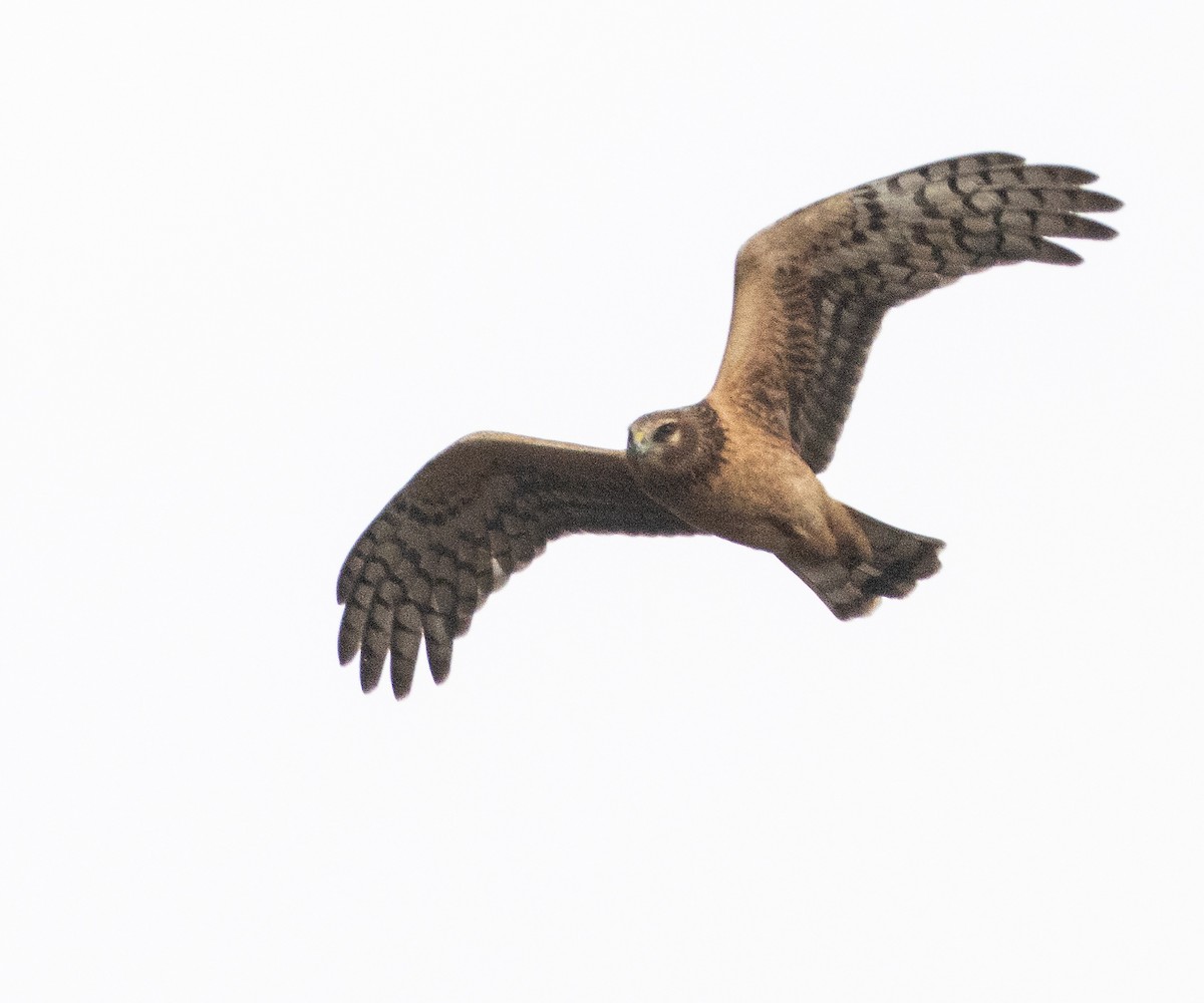 Northern Harrier - Colin Clasen