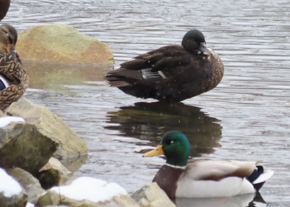 Mallard (Domestic type) - ML613230739