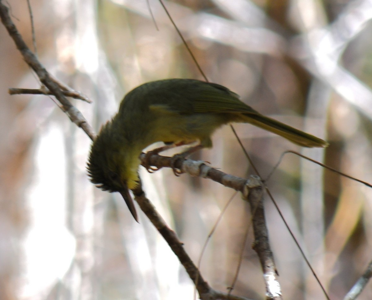 Long-billed Bernieria - Claudius  Feger