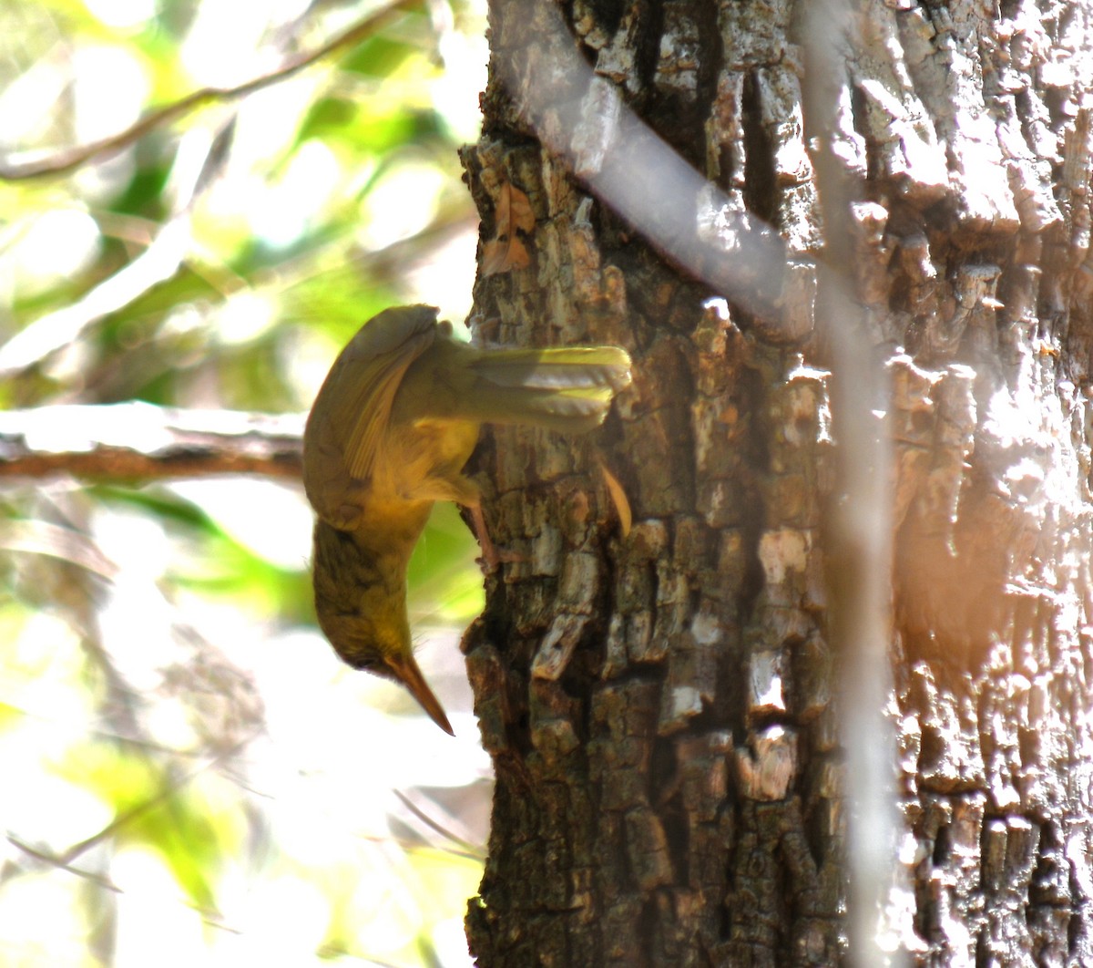 Long-billed Bernieria - ML613230758