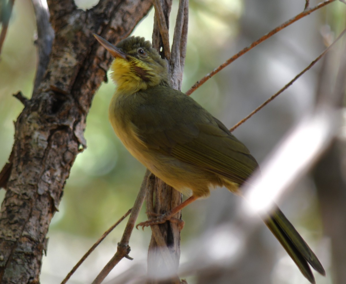 Long-billed Bernieria - ML613230761