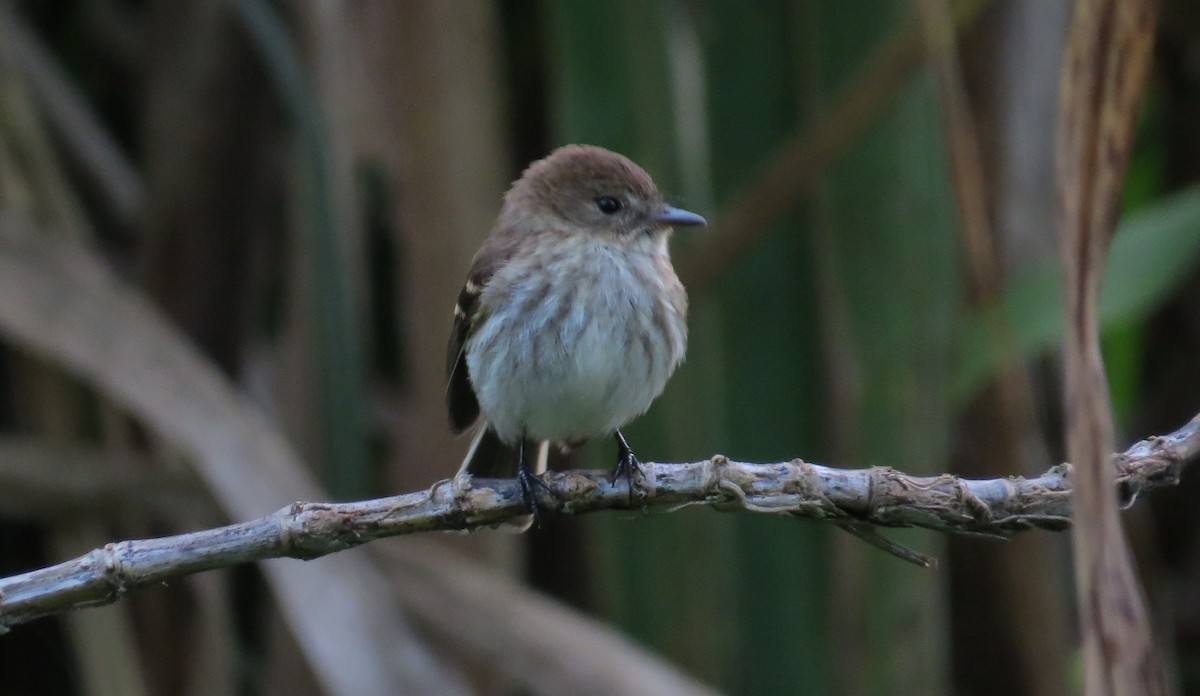 Bran-colored Flycatcher - ML613230762