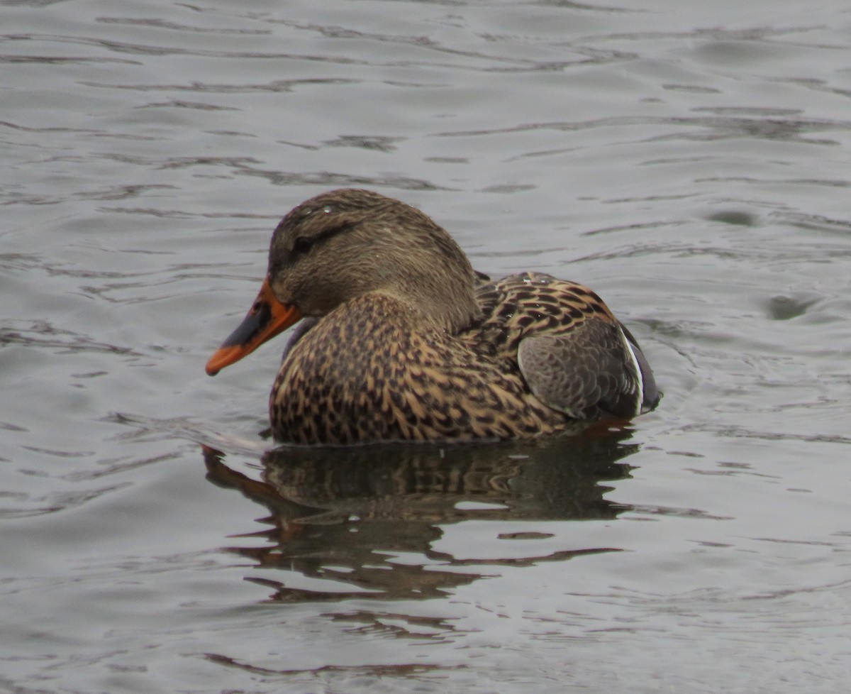 Mallard - Kim Springer