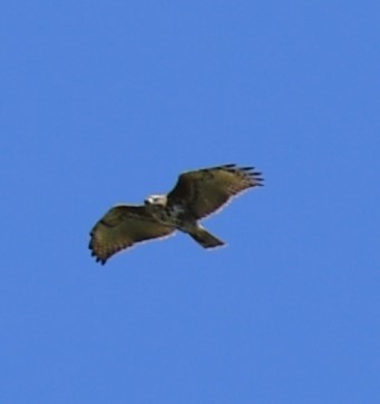 Madagascar Buzzard - ML613230815