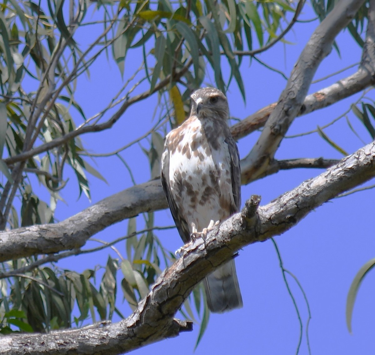 Madagascar Buzzard - Claudius  Feger