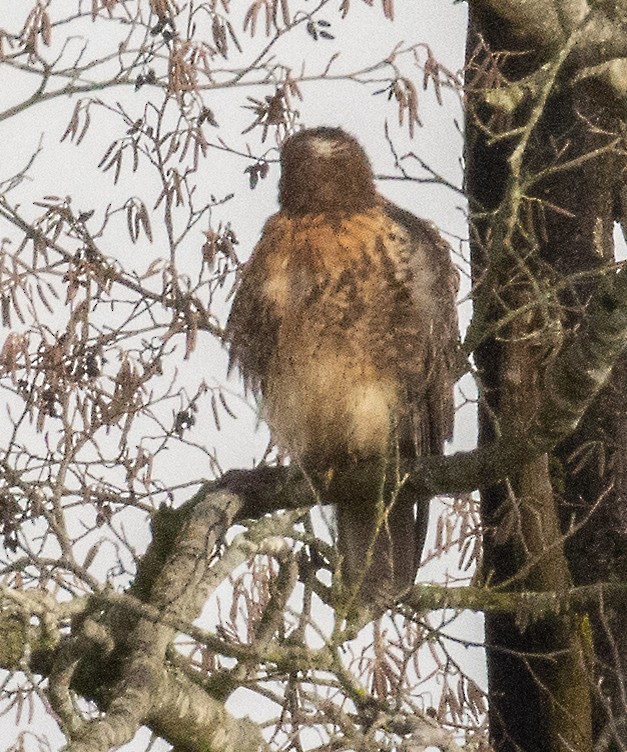 Red-tailed Hawk - ML613230836