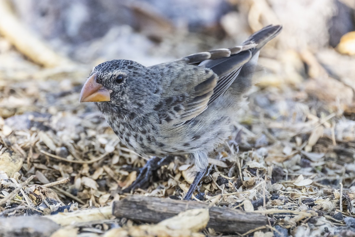 Vegetarian Finch - ML613230934