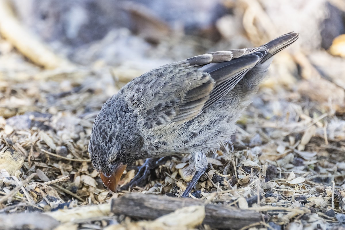 Vegetarian Finch - ML613230935