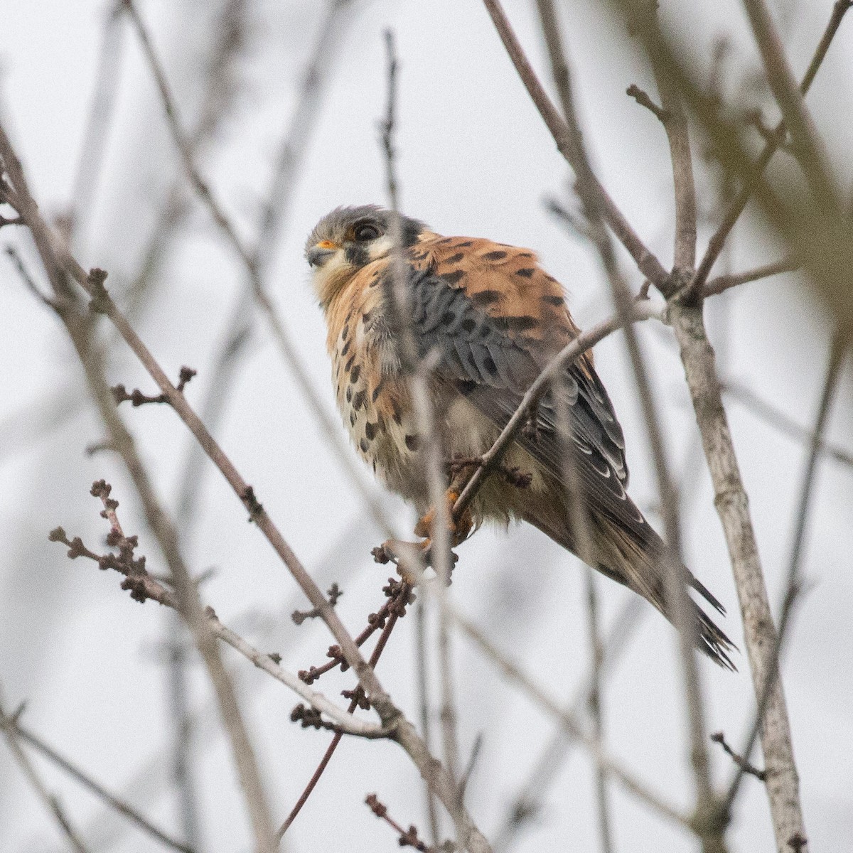 American Kestrel - ML613230987