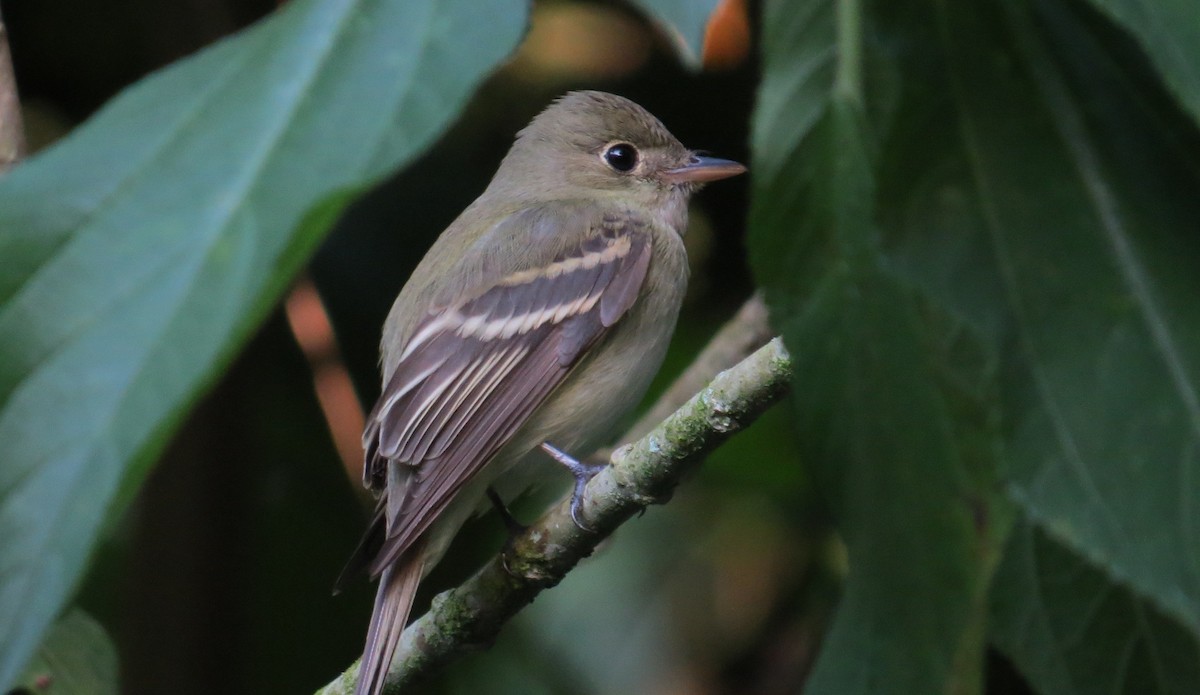 Acadian Flycatcher - ML613231040