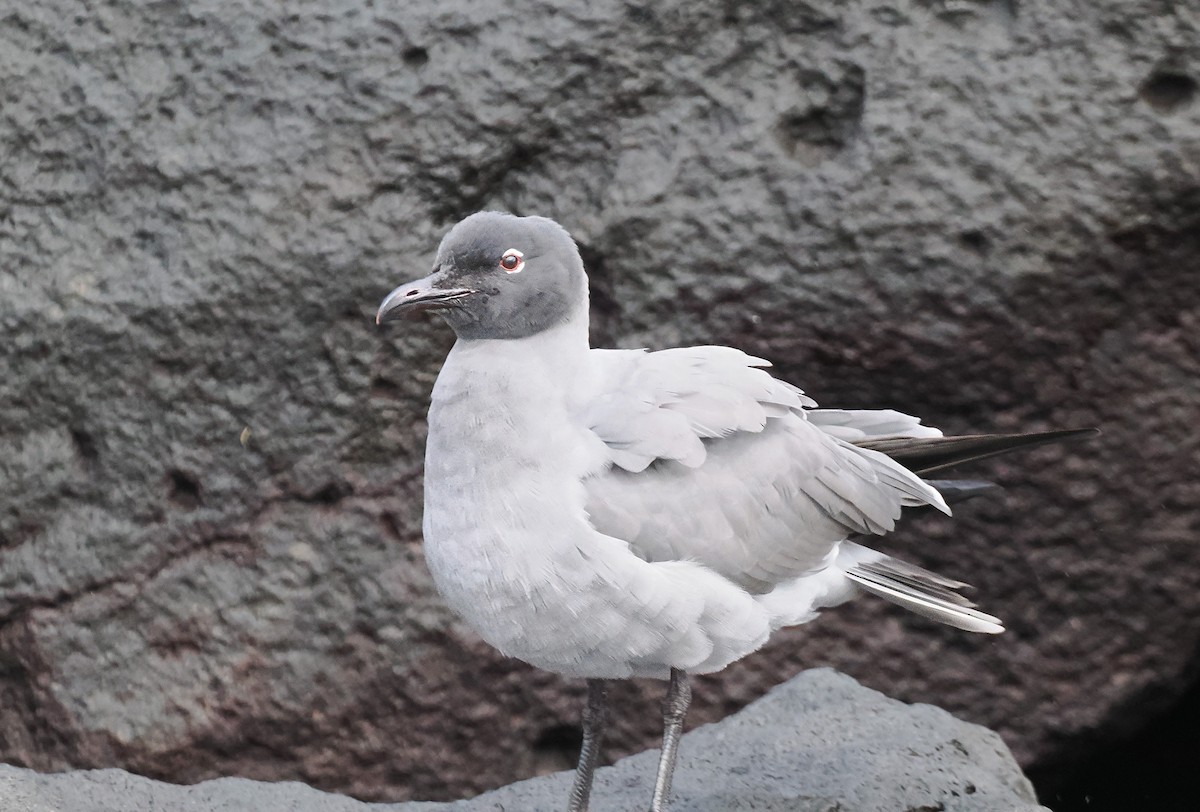 Mouette obscure - ML613231045