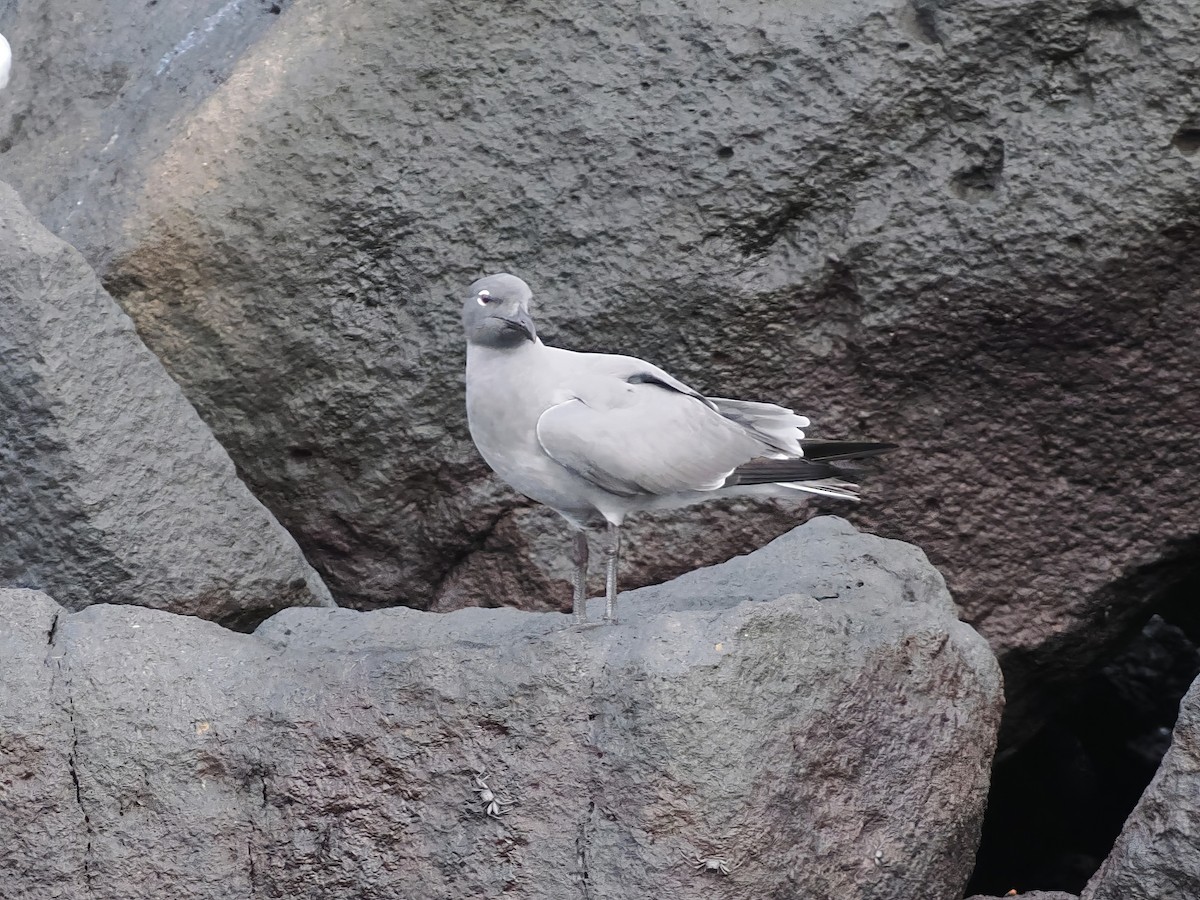Mouette obscure - ML613231046