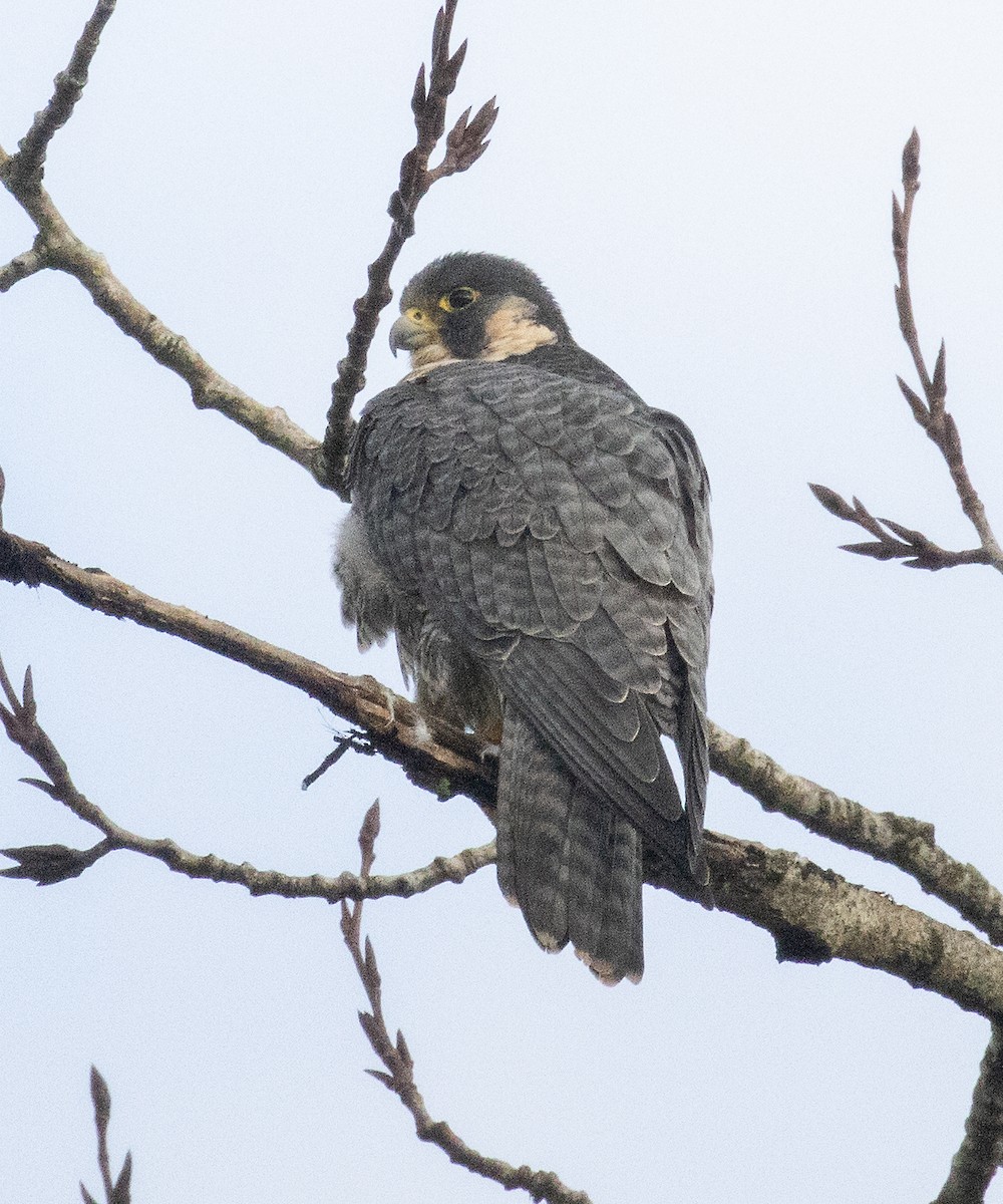 Peregrine Falcon - ML613231075