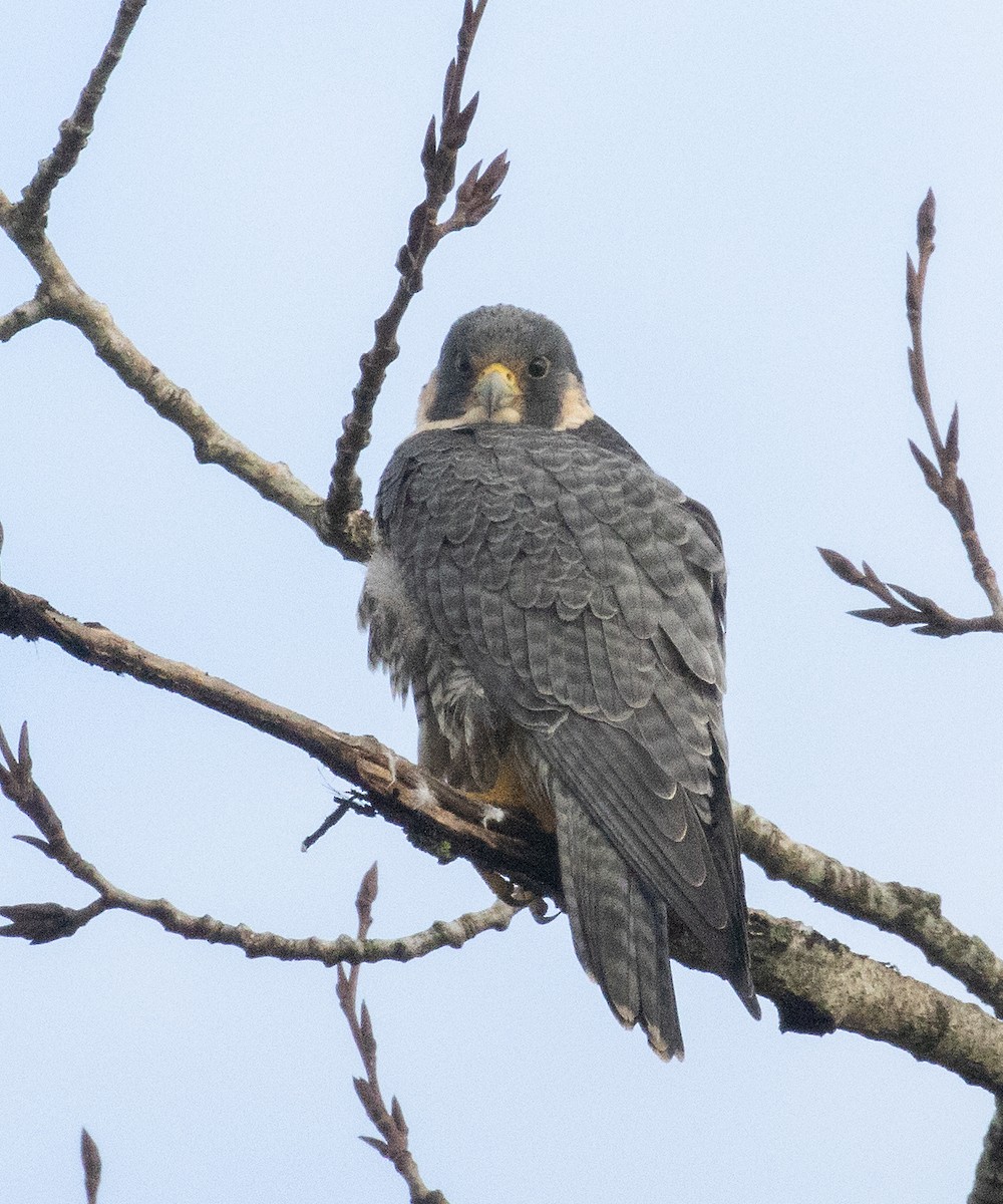 Peregrine Falcon - ML613231076