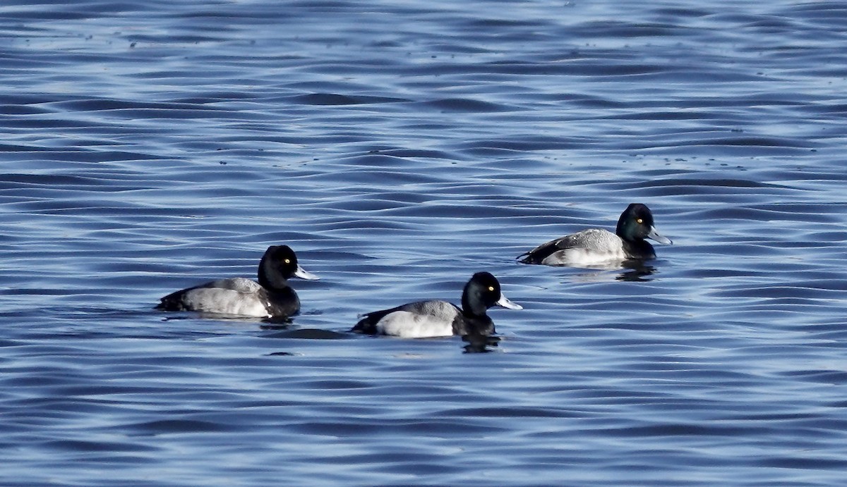 Lesser Scaup - ML613231103