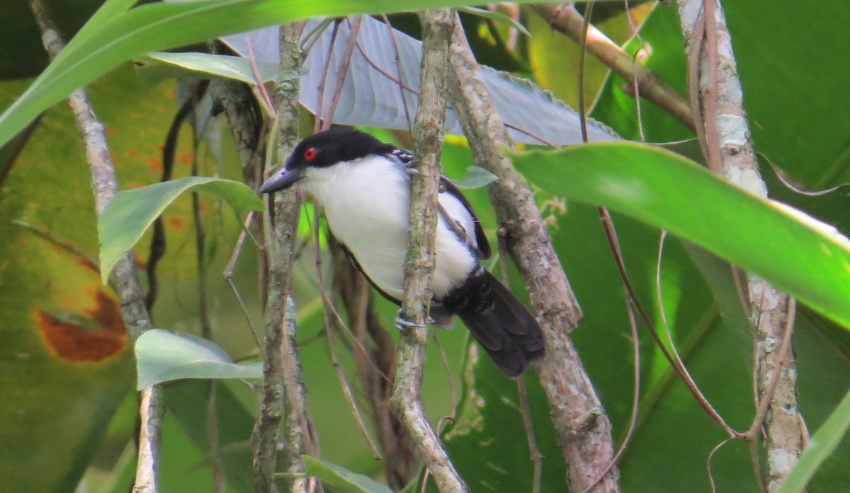 Great Antshrike - Nick Bayly (SELVA)