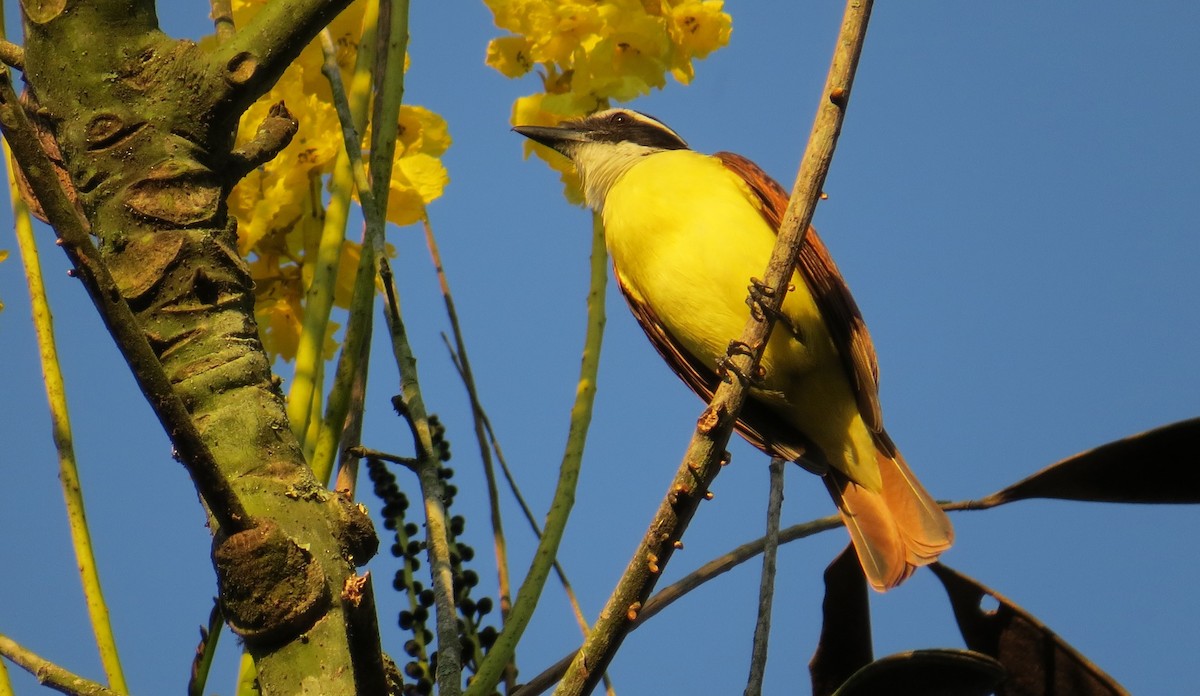 Great Kiskadee - ML613231331