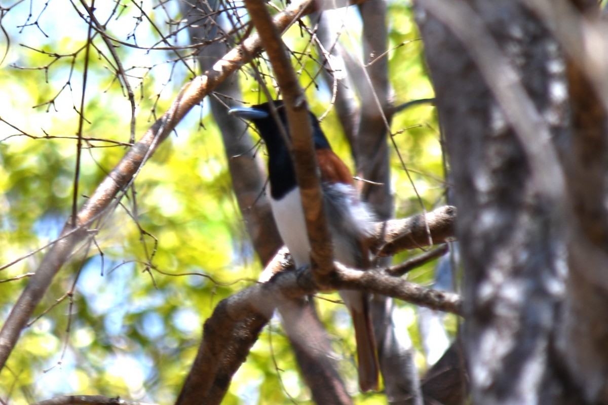 Rufous Vanga - Claudius  Feger