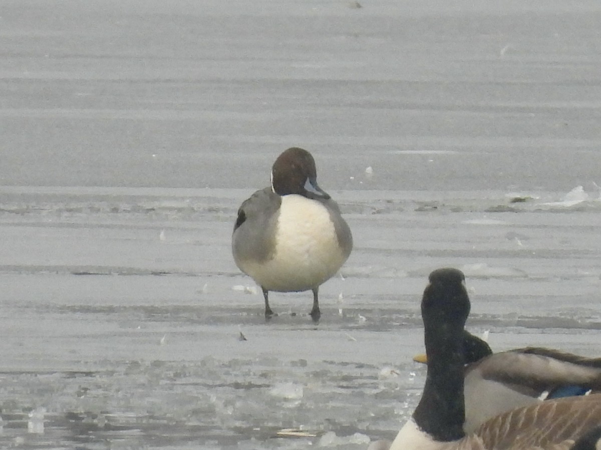 Northern Pintail - ML613231517