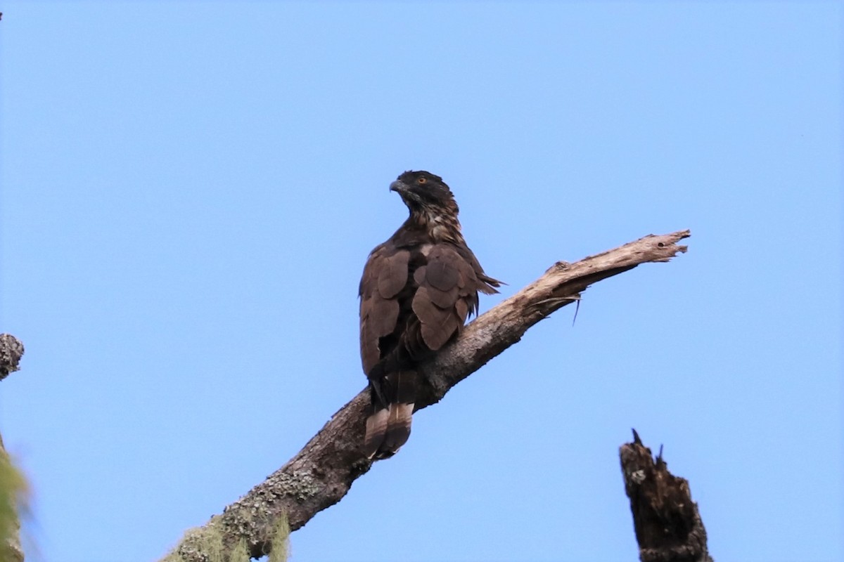 Sulawesi Honey-buzzard - ML613231780