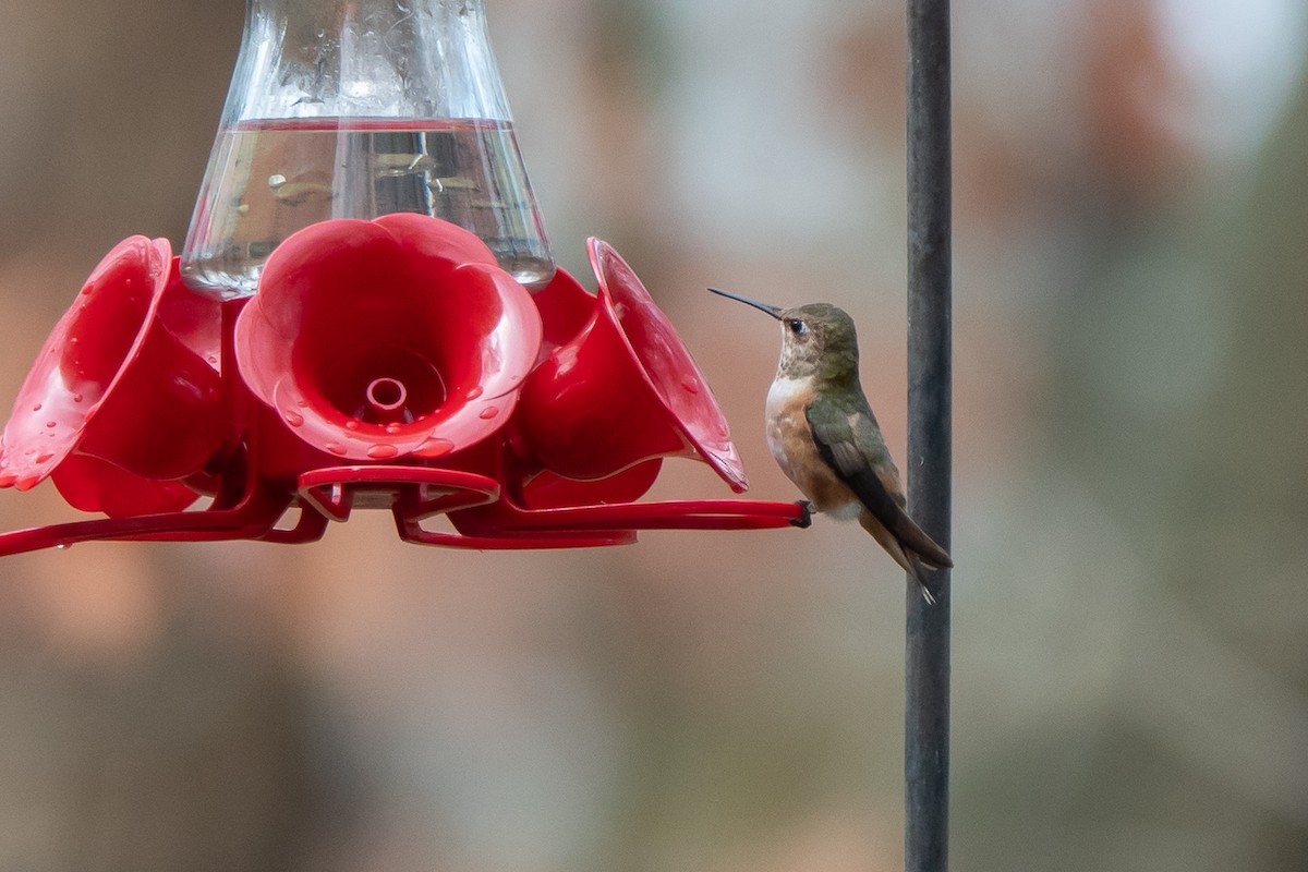 Rufous Hummingbird - ML613231787