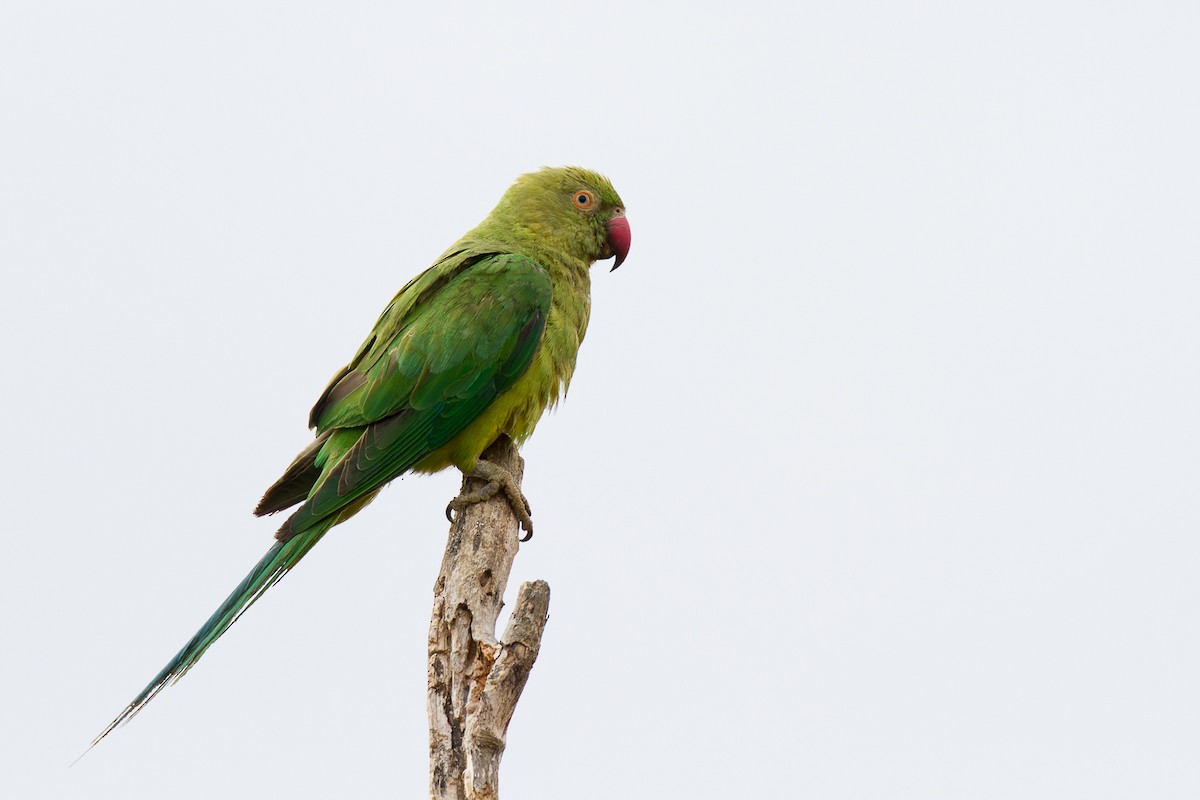 Rose-ringed Parakeet - ML613231956