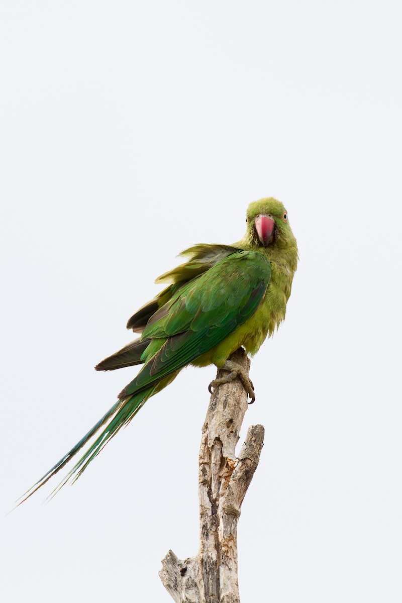 Rose-ringed Parakeet - ML613231957