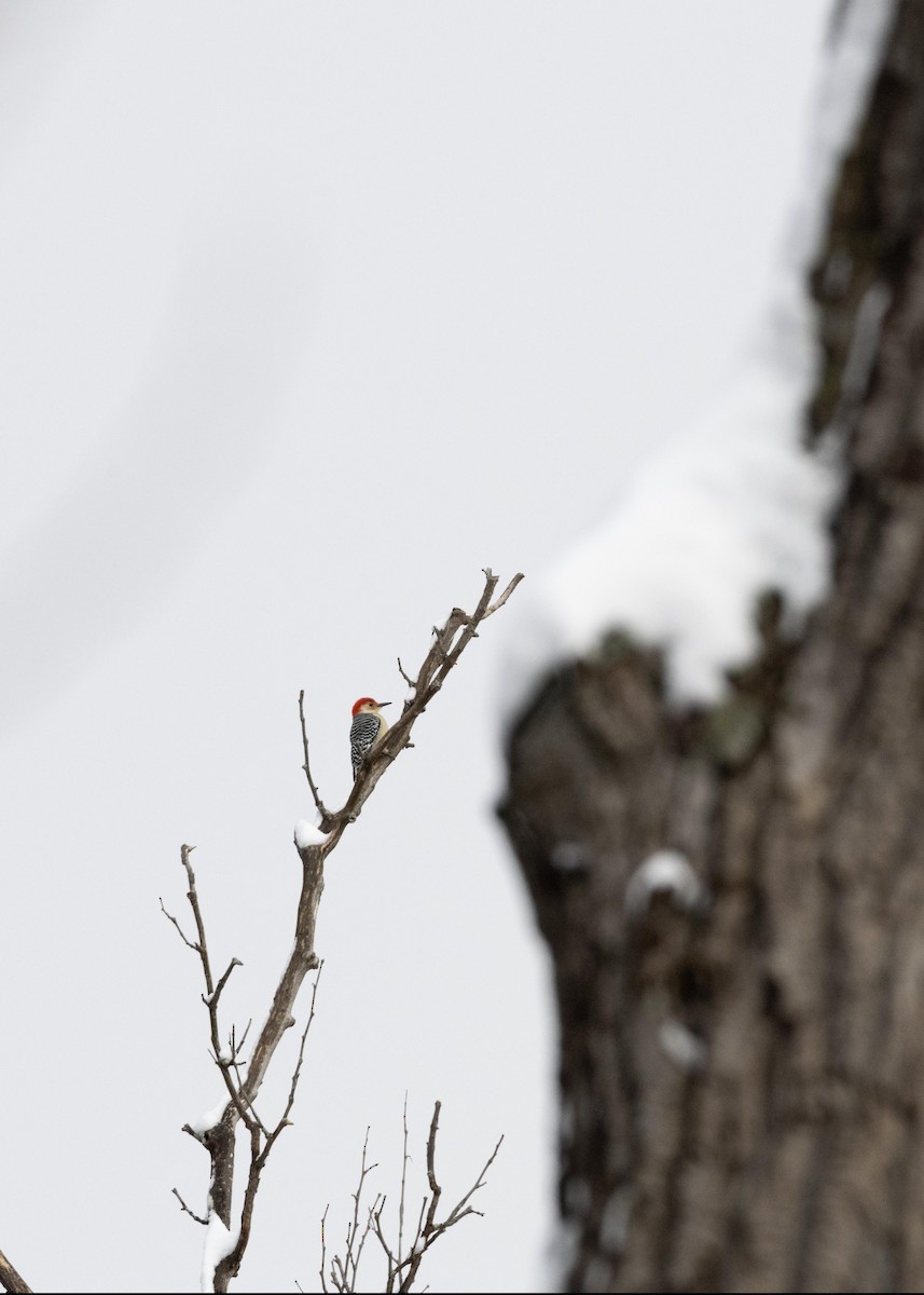 Red-bellied Woodpecker - ML613231961