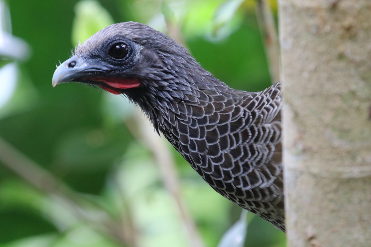 Colombian Chachalaca - ML613231969