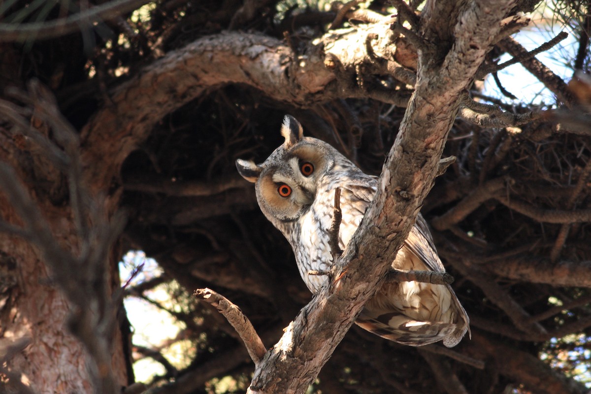 Long-eared Owl - ML613231974