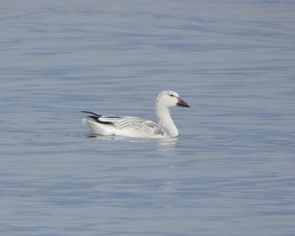 Snow Goose - ML613232026