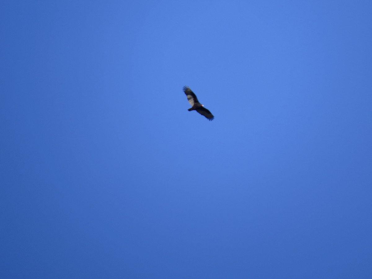 Turkey Vulture - ML613232089