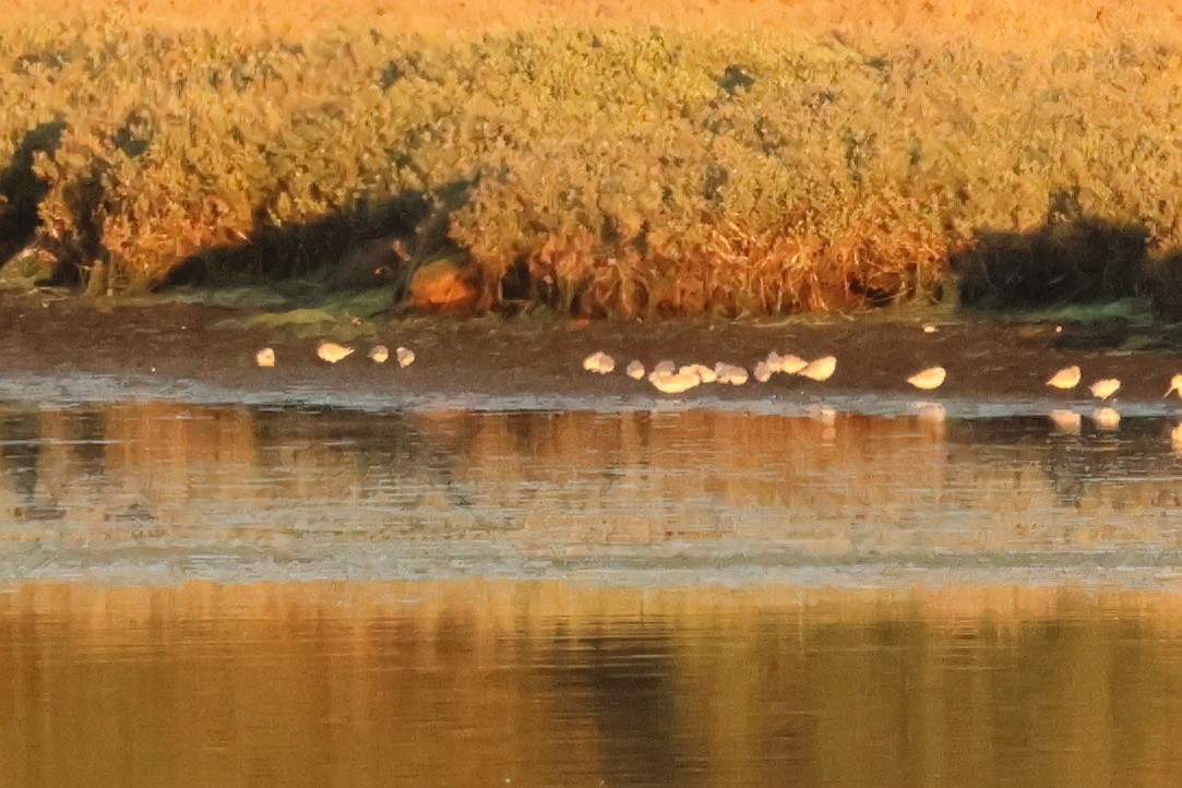 Sanderling - ML613232108