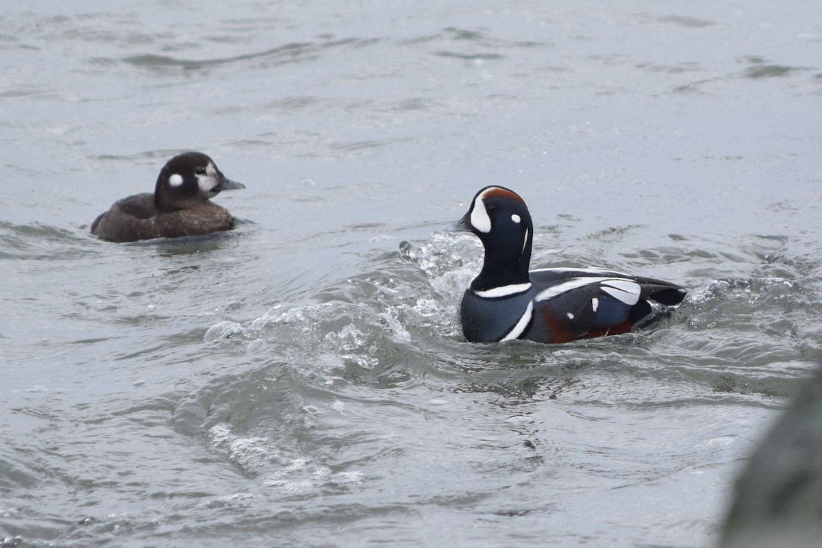 Harlequin Duck - ML613232182