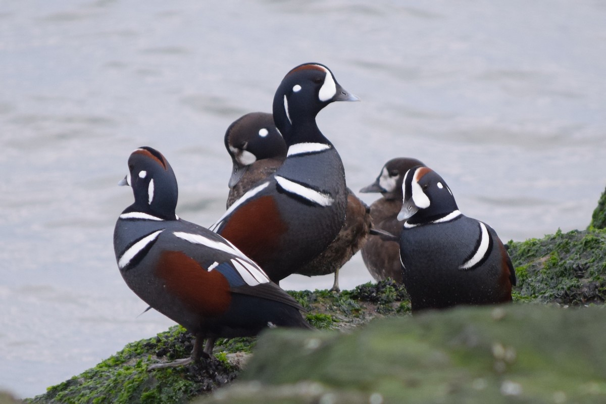 Harlequin Duck - ML613232185