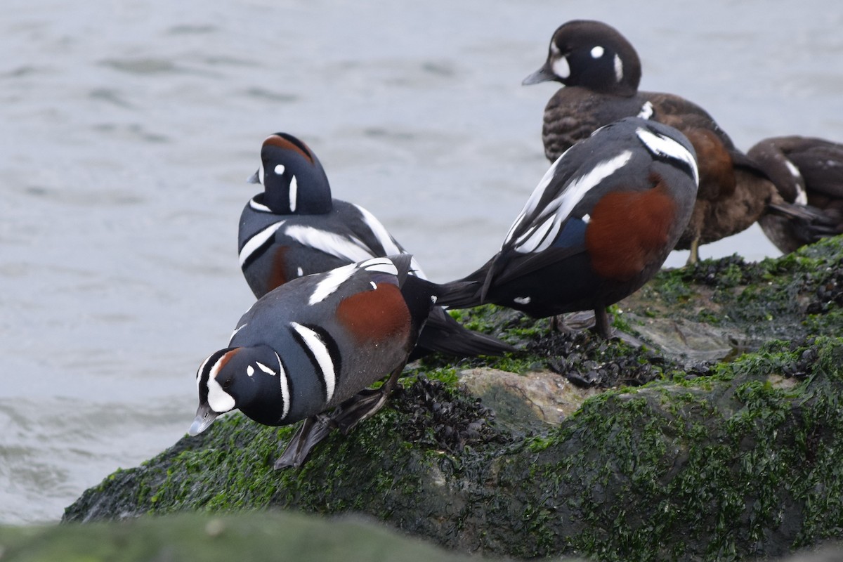 Harlequin Duck - ML613232186