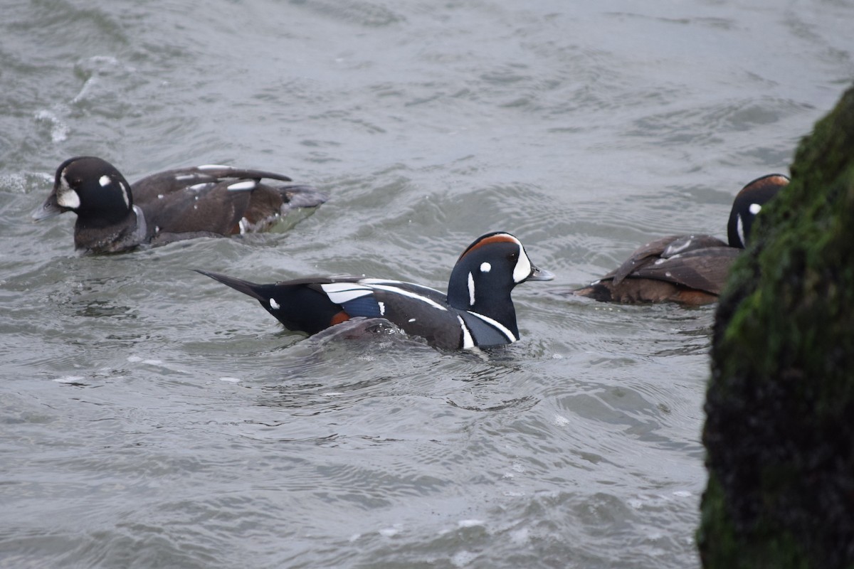 Harlequin Duck - ML613232187