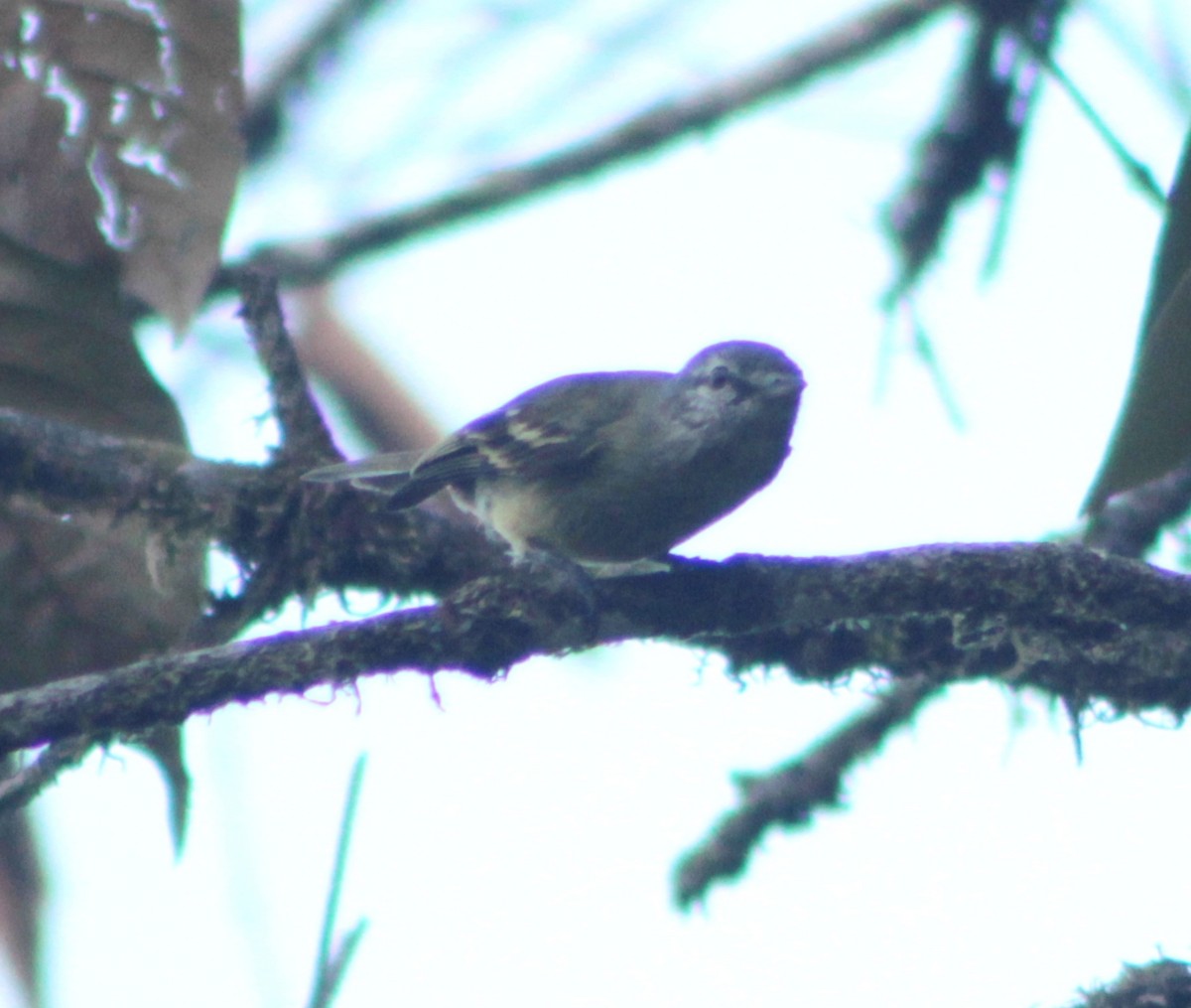 White-fronted Tyrannulet - ML613232194