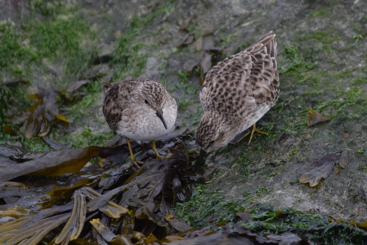 Least Sandpiper - ML613232204