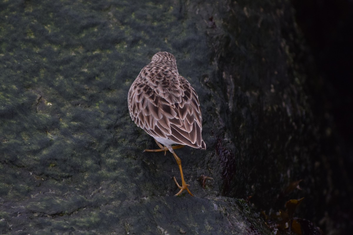 Least Sandpiper - John Wheelock