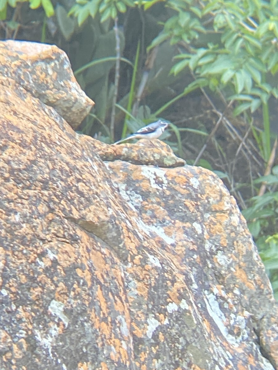 Mountain Wagtail - ML613232219