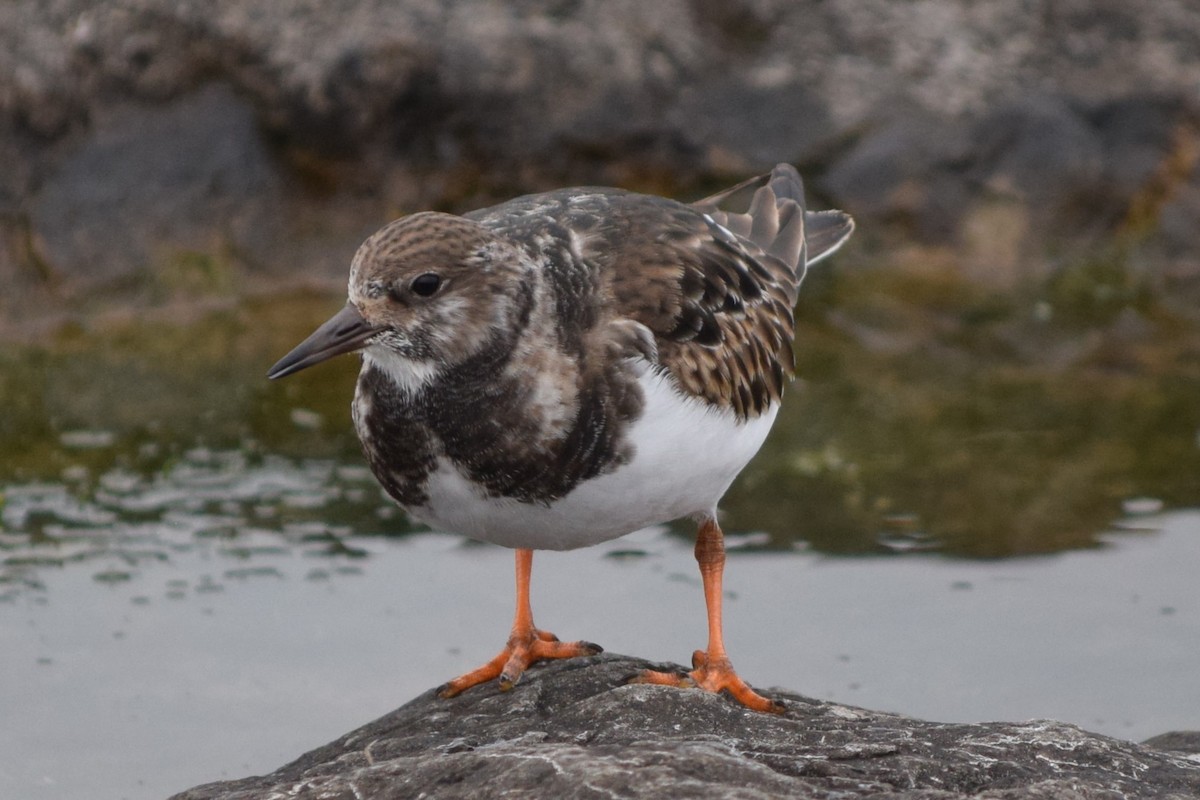 Ruddy Turnstone - ML613232228