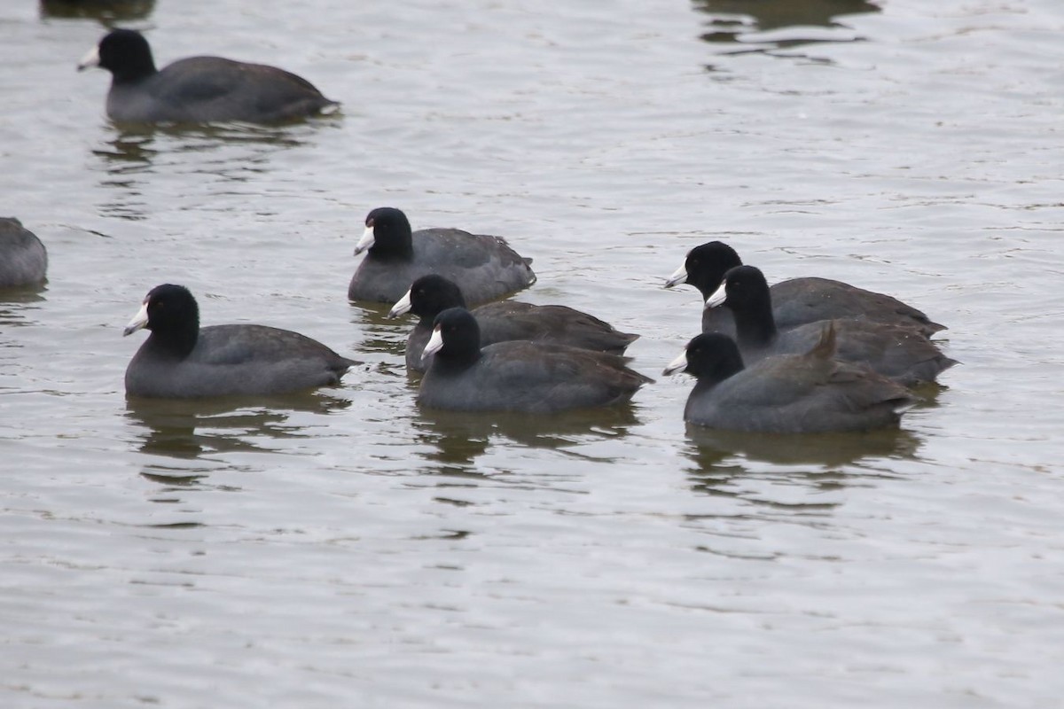 American Coot (Red-shielded) - ML613232233
