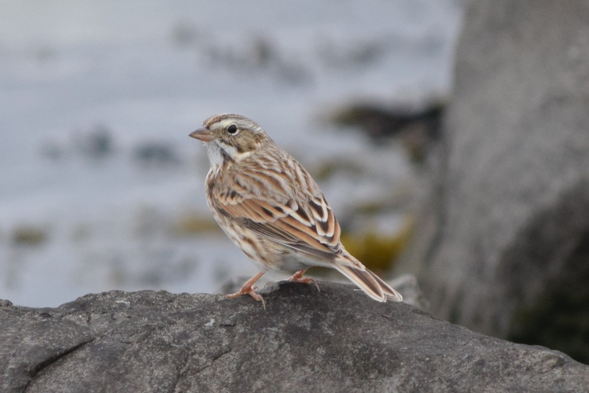 Savannah Sparrow (Ipswich) - John Wheelock