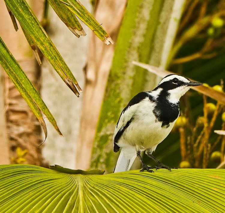 African Pied Wagtail - ML613232258