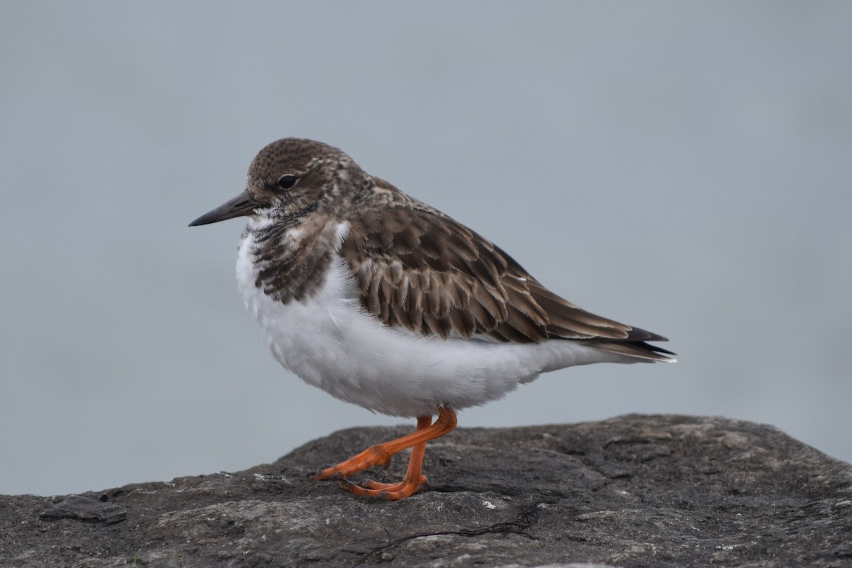 Ruddy Turnstone - ML613232265