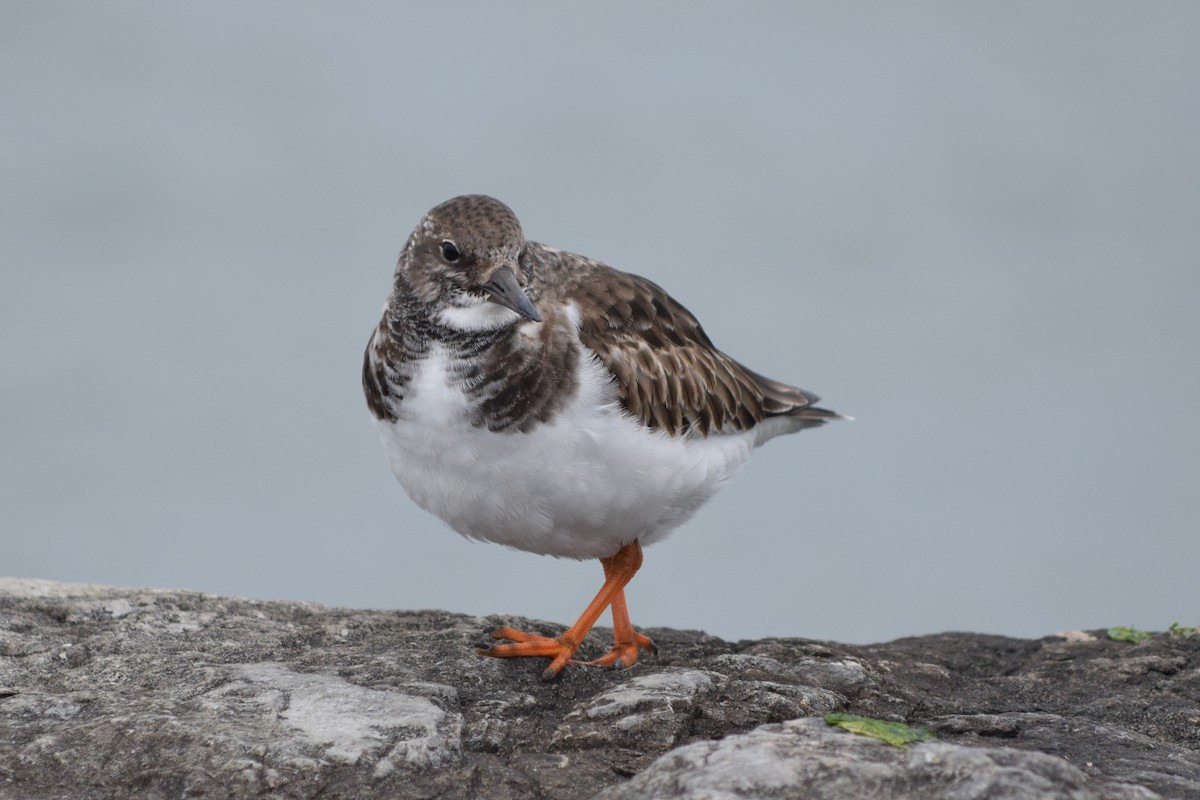 Ruddy Turnstone - ML613232266