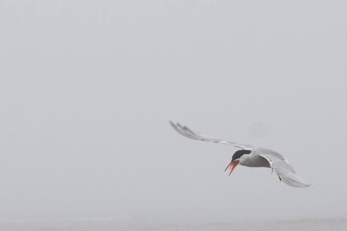 Common Tern - ML613232272