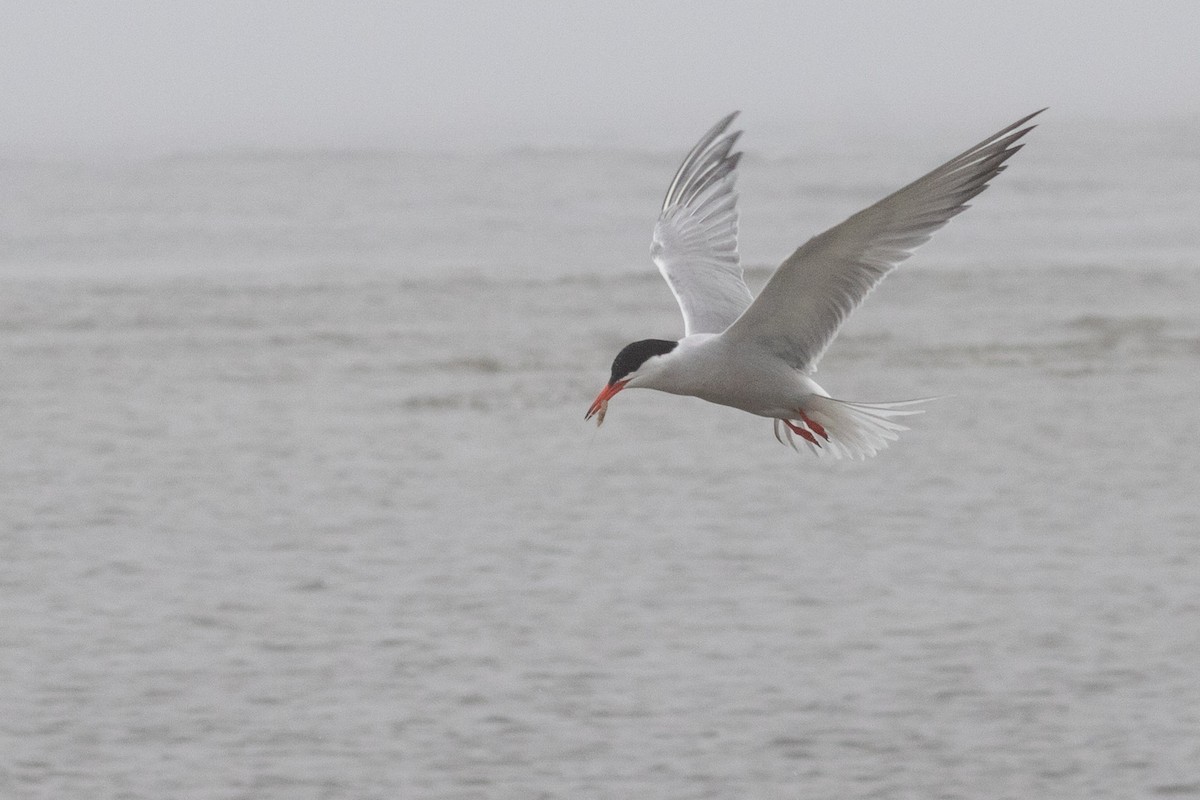 Common Tern - ML613232273